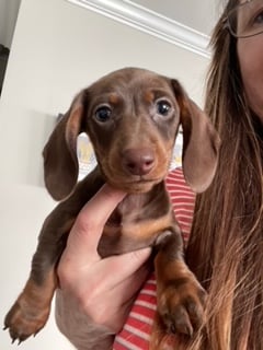 Tess lives in Hendersonville, TN