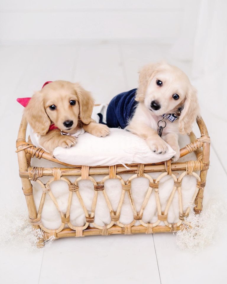 Lucy & Mason live in Pearland, TX