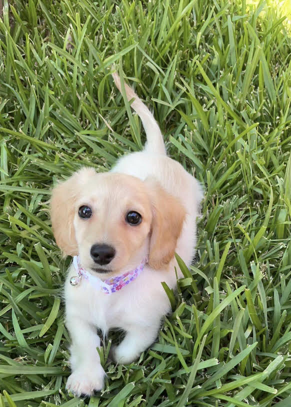 Daysie lives in League City, TX