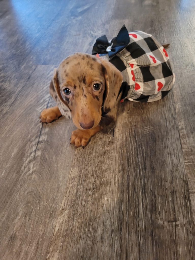 Peaches lives in Woodway, TX