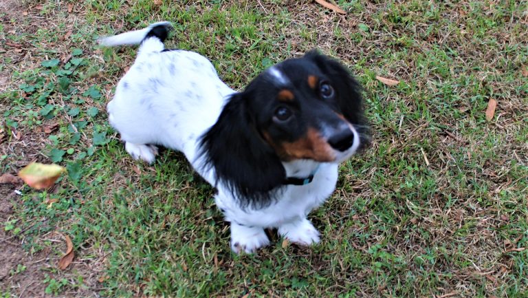 Bluebell - lives in Bossier City, LA