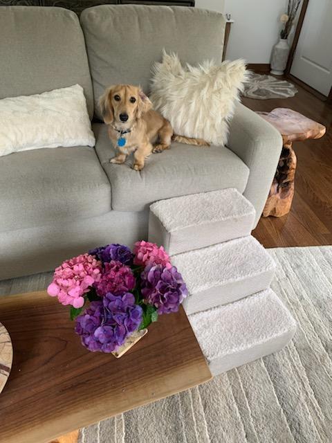 Romeo lives with Figaro in Manahawkin, NJ