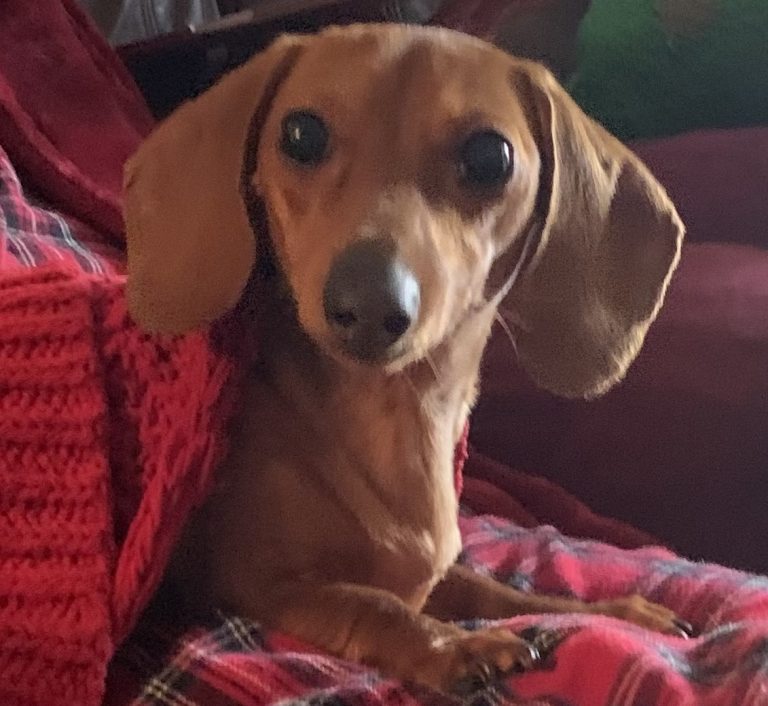Clemmie lives in Plano, TX