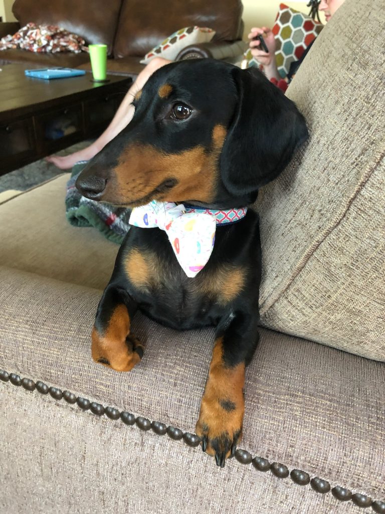 Koda lives in Roanoke, TX