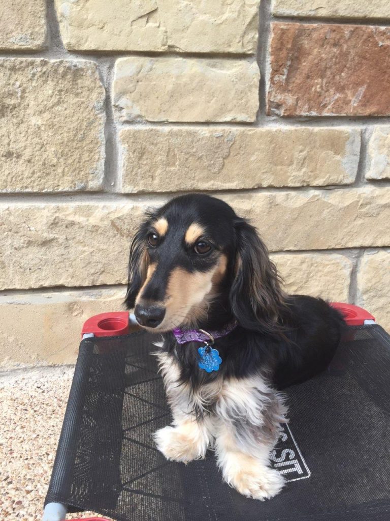 Evie - lives with her sister, Heidi, in Temple, TX