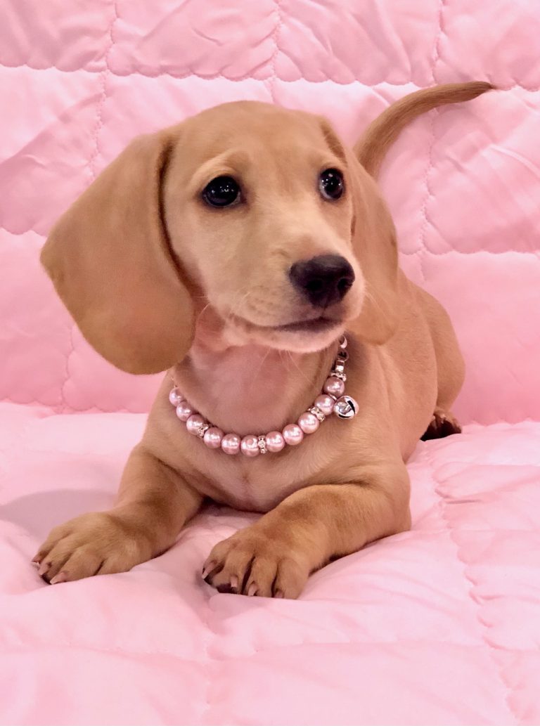 Pearl lives in Baton Rouge, LA