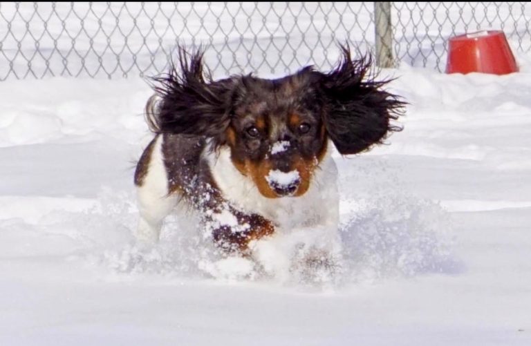 Myles, the snow dog, lives in Littleton, CO