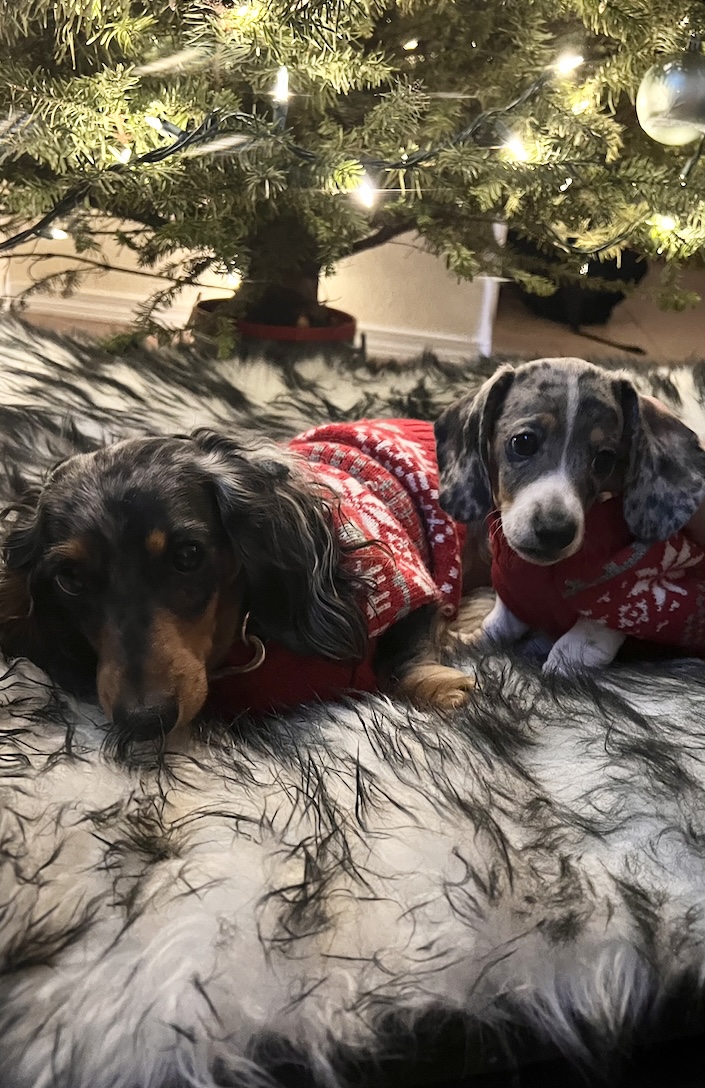 Beretta & Theodore live in Albuquerque, New Mexico