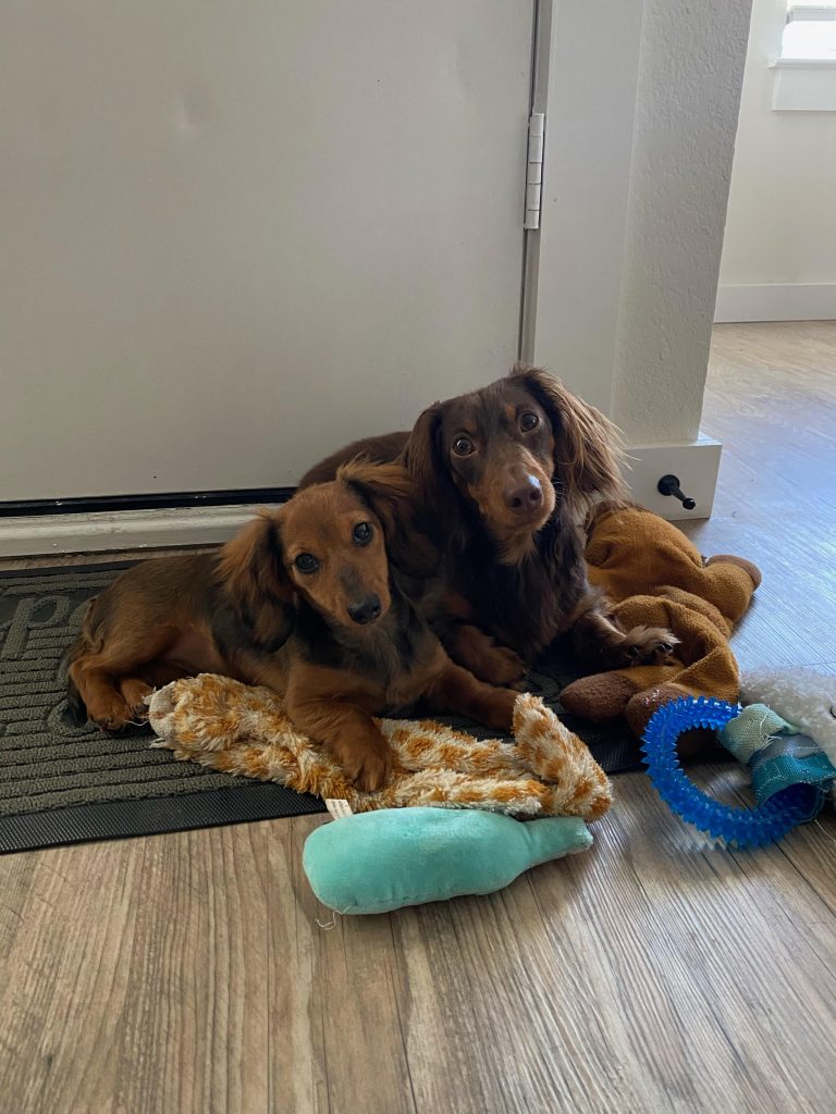Evie & Winston live in Houston, TX