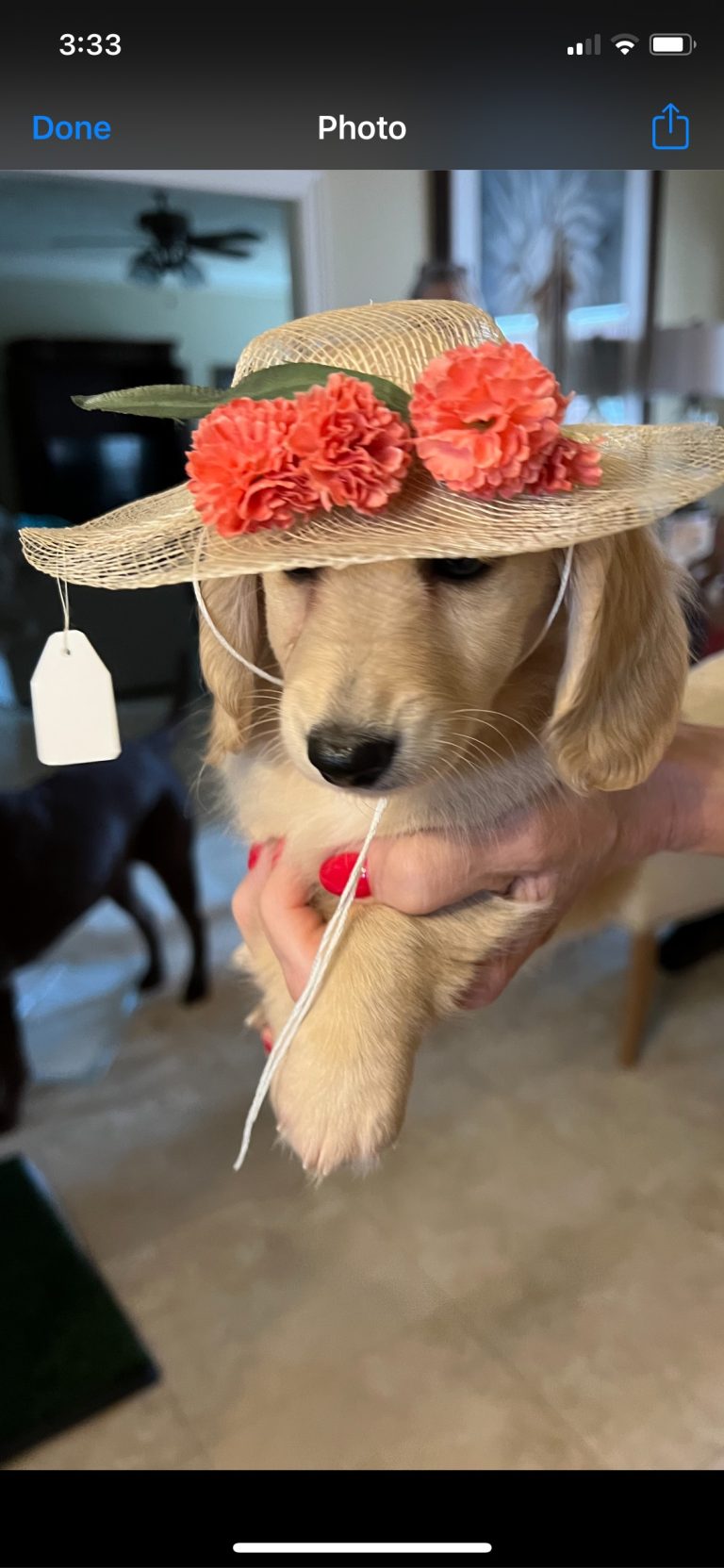 Minnie Pearl lives in Weston Lakes, TX