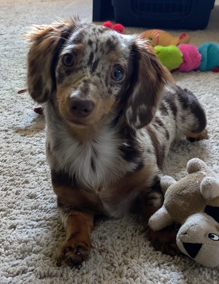 Dolly lives in Richardson, TX