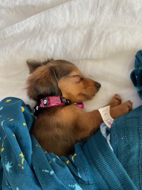 Daisy - lives in Dallas, TX
