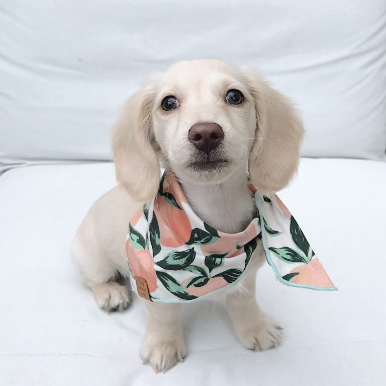 Peaches lives in Austin, TX