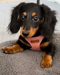Penelope is almost 1 year old now and lives in NV