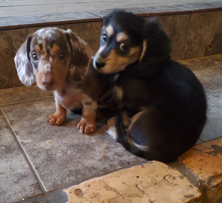 Leo & Izabella live in Tyler, TX