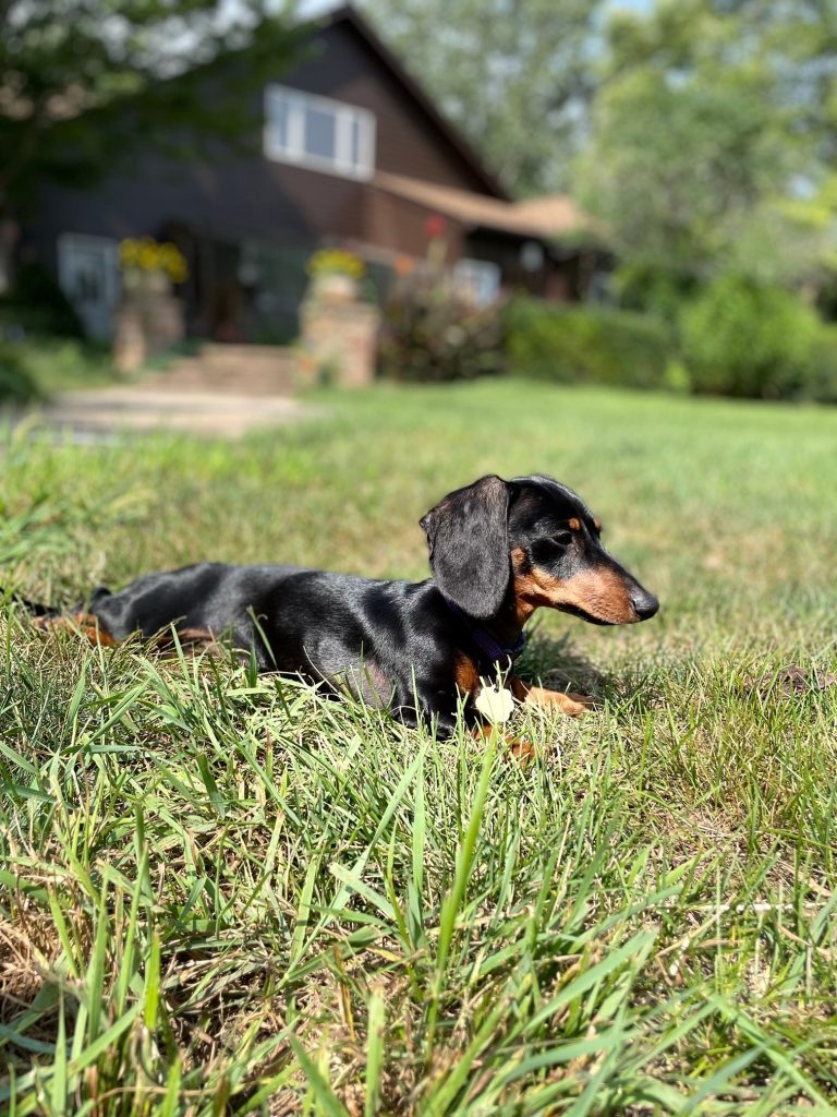 Gracie lives in Oswego, IL