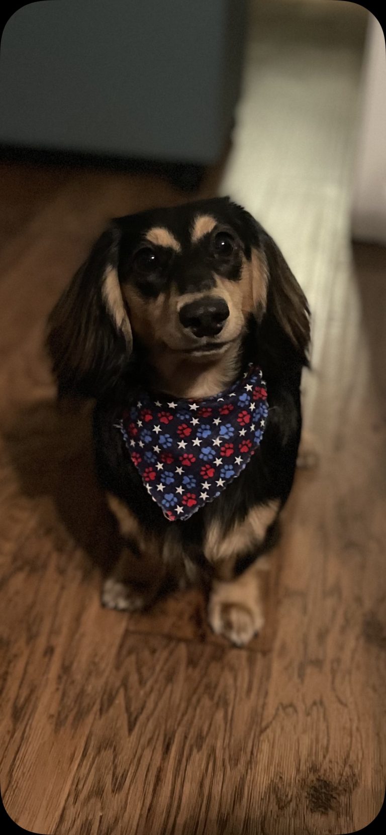 Evie lives in Benbrook, TX, with Frankenbeans
