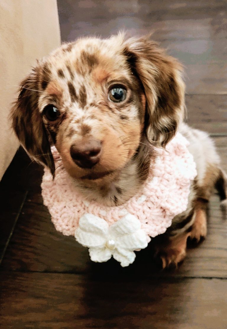 Dolly lives in Richardson, TX