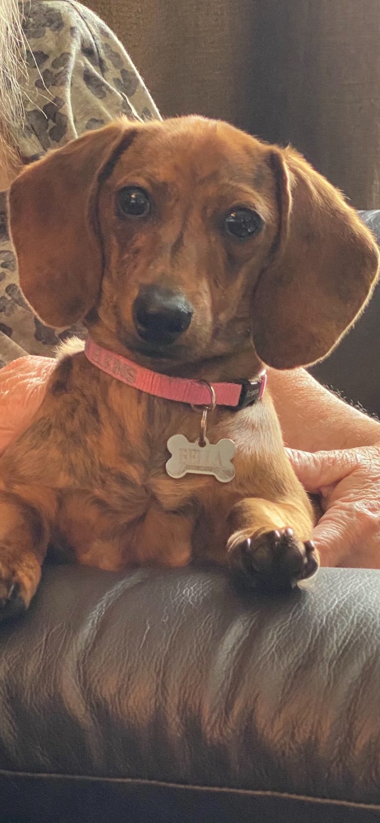 Belle - female, red brindle, smooth coat in Longview, TX