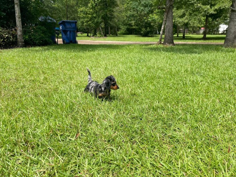 Molly lives in Silsbee, TX