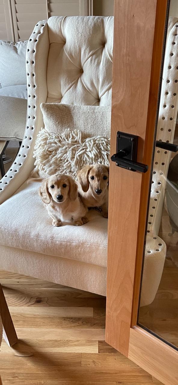 Penelope & Gunther live in Scottsdale, AZ