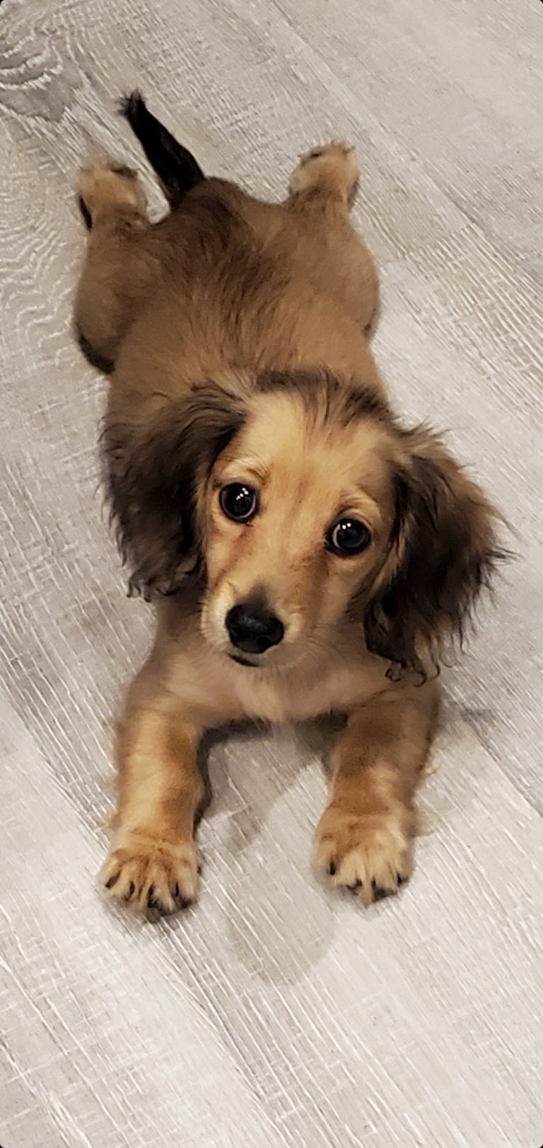 Bella lives in Cantonment, FL
