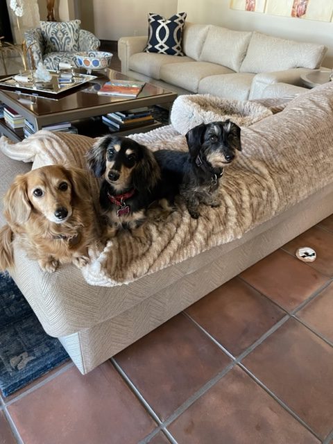 Gracie, the cream, lives with Greta & Tony in Boerne, TX