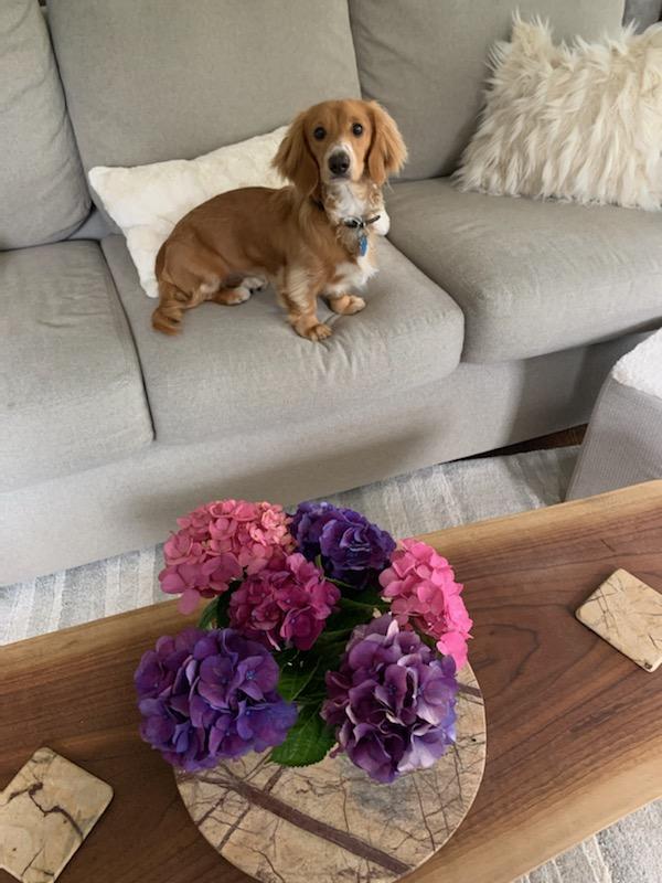 Figaro lives with Romeo in Manahawkin, NJ