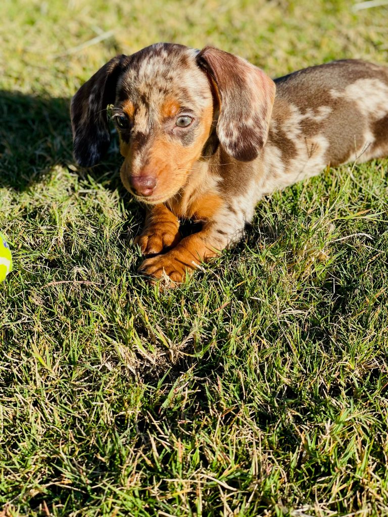 Harper lives in Austin, TX