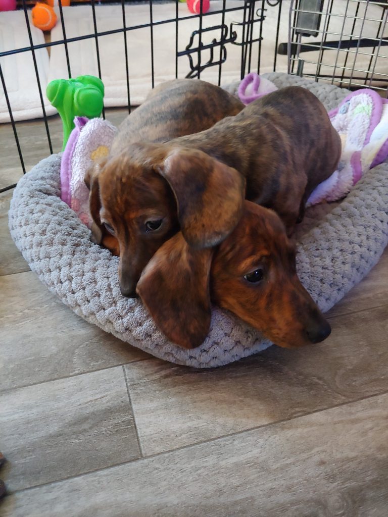 Duke & Duchess live in Las Vegas, NV