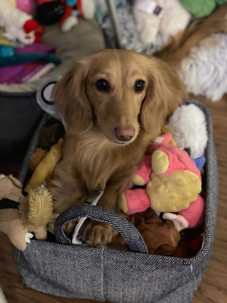Frankenbeans - lives in Benbrook, TX with Evie