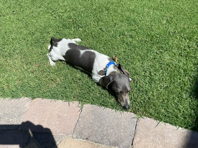 Barney lives in Phoenix, AZ