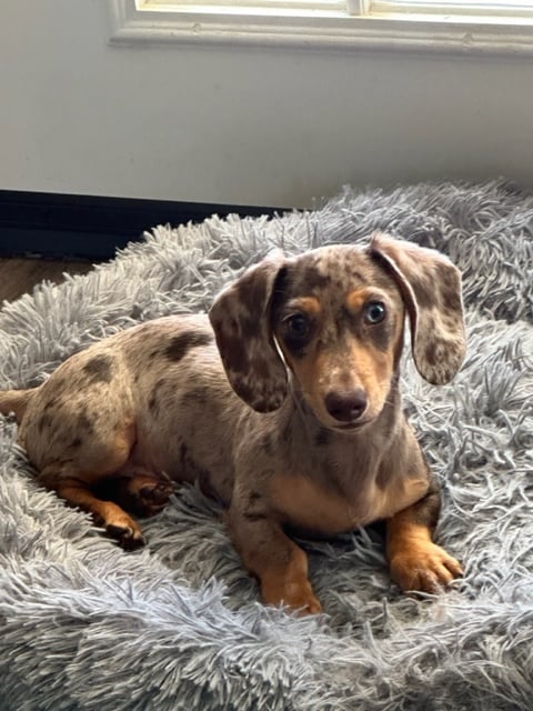 Scooter - lives in Shreveport, LA