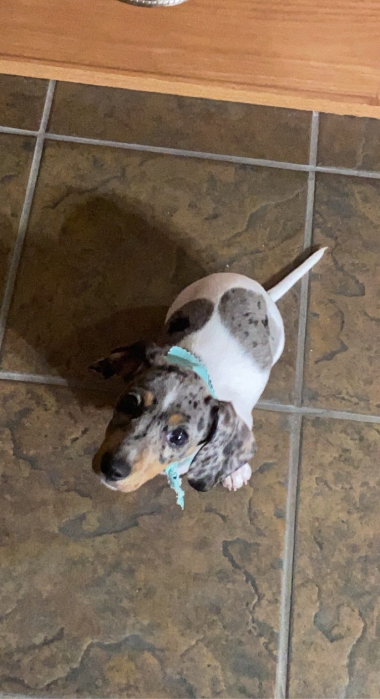Pebbles lives in Shiloh, IL