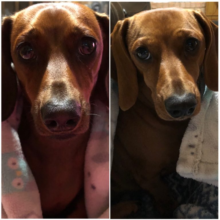 Rambo & Harley live in Flint, TX