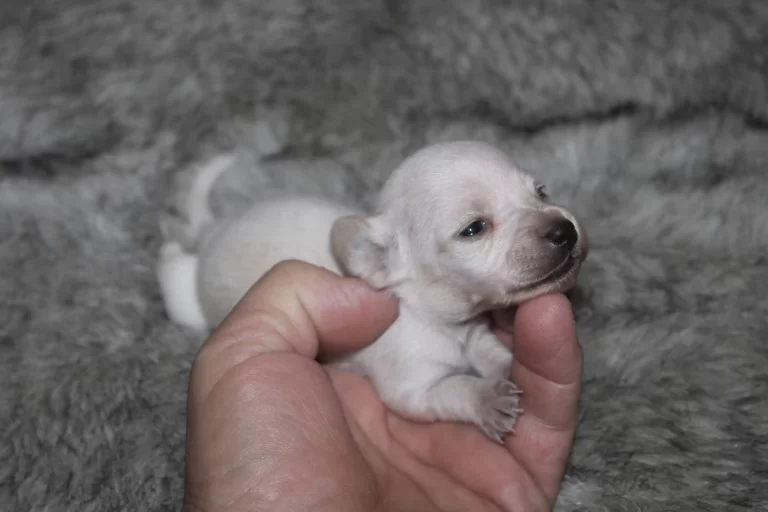 Bitsie 1-1