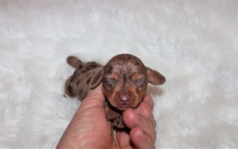 Remi