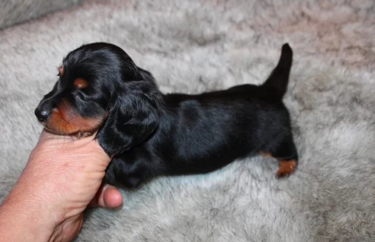 Rocky (1)