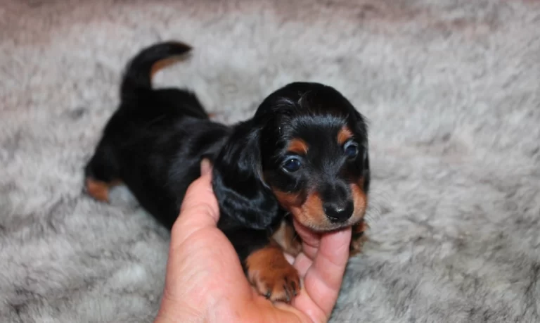Rocky (2)