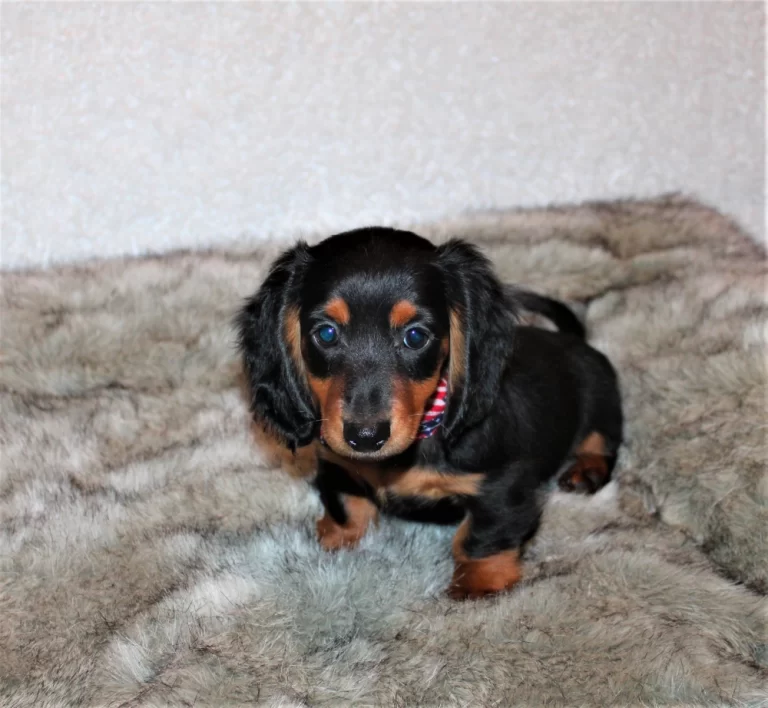 Rocky (3)