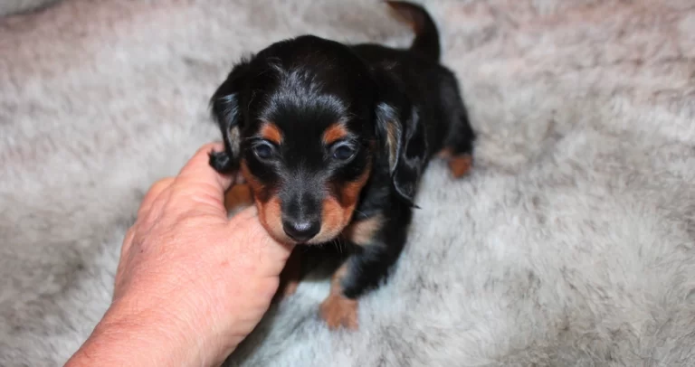 Rocky