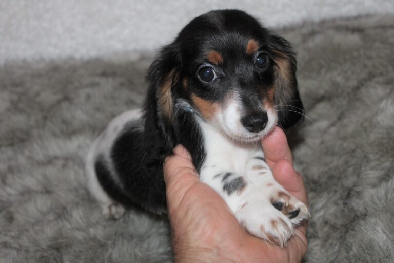 Male black & tan, piebald, long coat.
