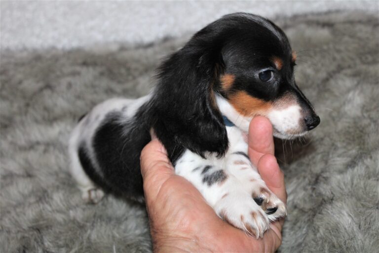 Male black & tan, piebald, long coat.