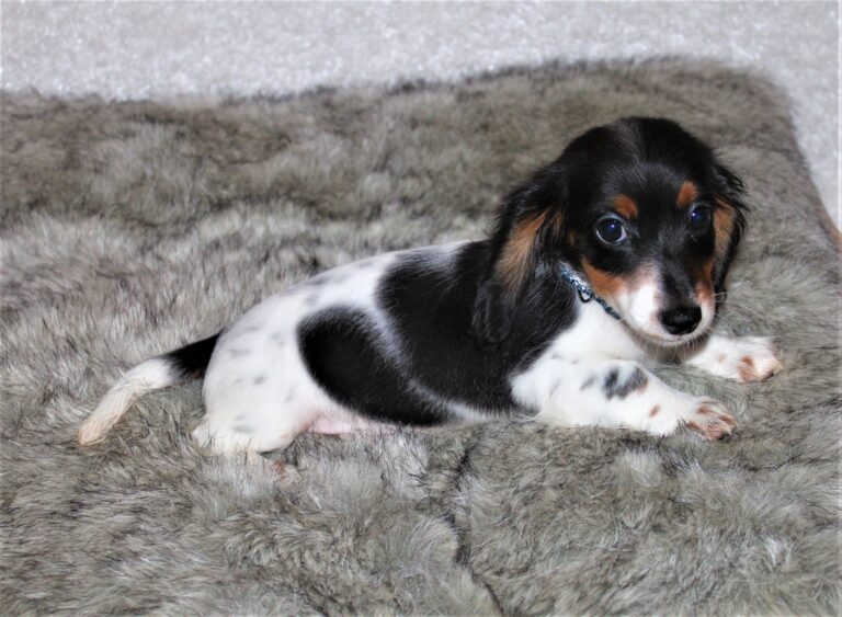 Male black & tan, piebald, long coat.