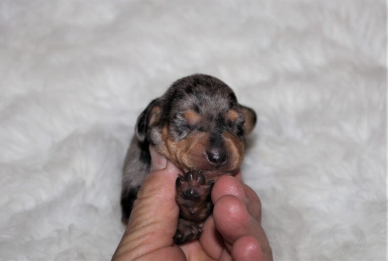Winnie 1-2