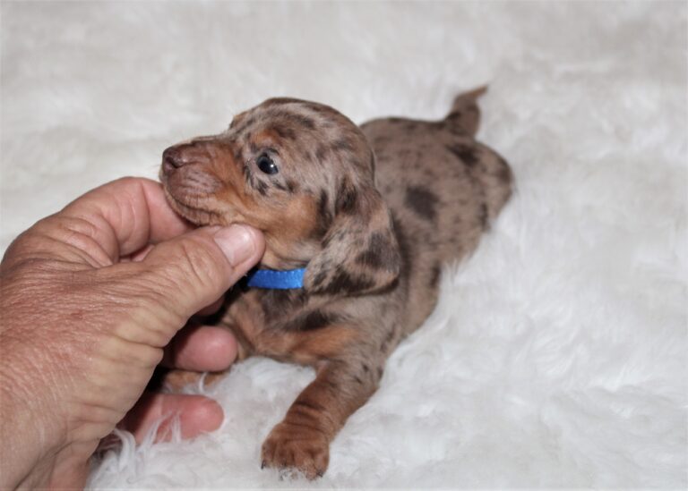 Ziggy - 1