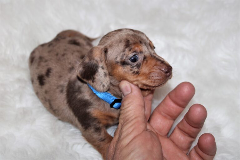 Ziggy - 2