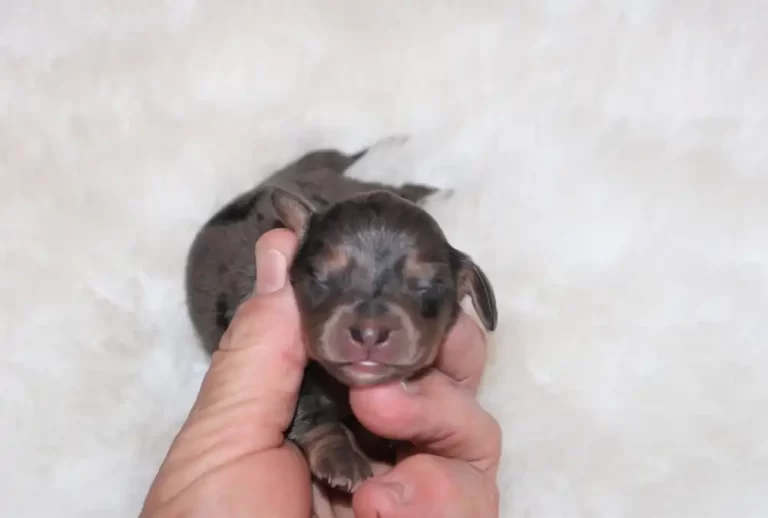 Delilah - 1