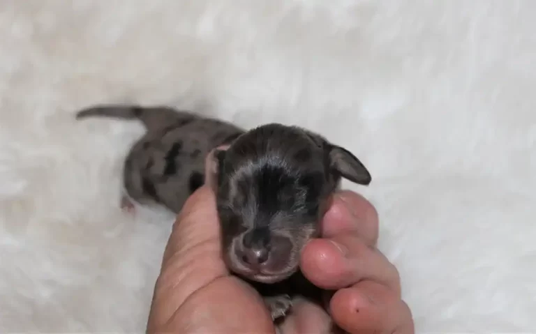 Ellie - 2